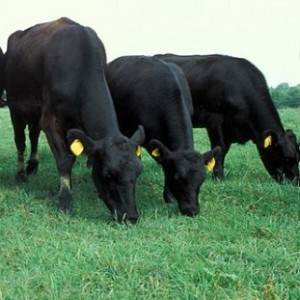 Traits Of High Profit Feeder Calves And Farmer And Cattle Friendly