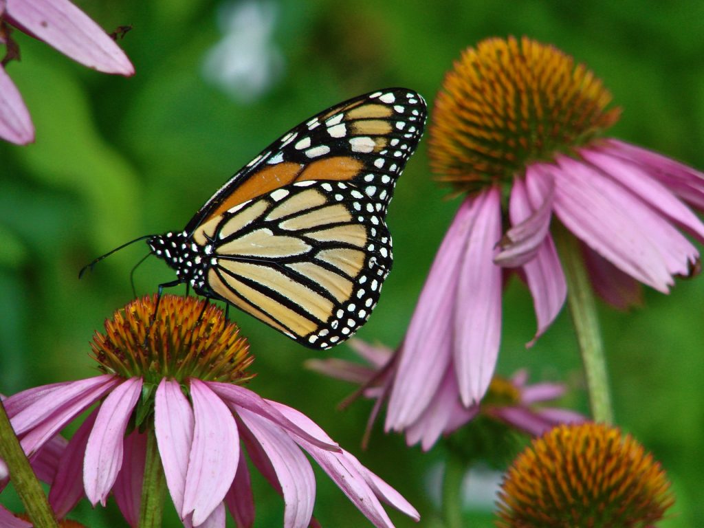The flight of the monarch News from Extension