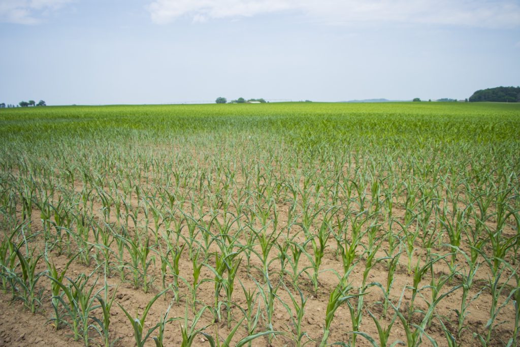 Corn that looks parched from drought grows in a field of dry soil.