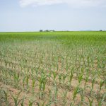 Corn growing in dry field during drought conditions