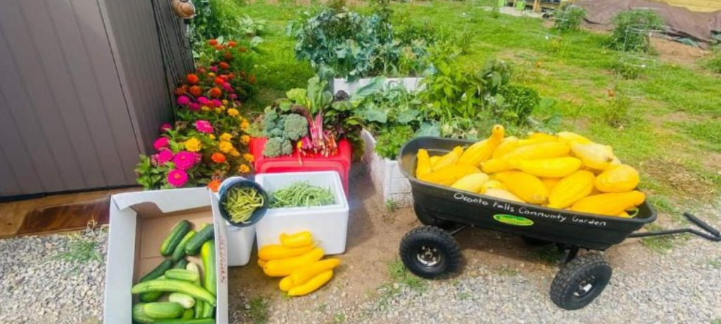 A wagon full of squash, boxes of cucumbers and beans, and bundles of broccoli and rhubarb next to colorful zinnias and greens growing in garden beds