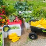 A wagon full of squash, boxes of cucumbers and beans, and bundles of broccoli and rhubarb next to colorful zinnias and greens growing in garden beds