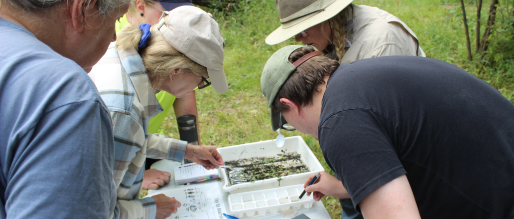 A group of people lean over a table covered with forms and a tray of samples taken from the bank of a local stream. They are training on how to identify small water inhabitants.