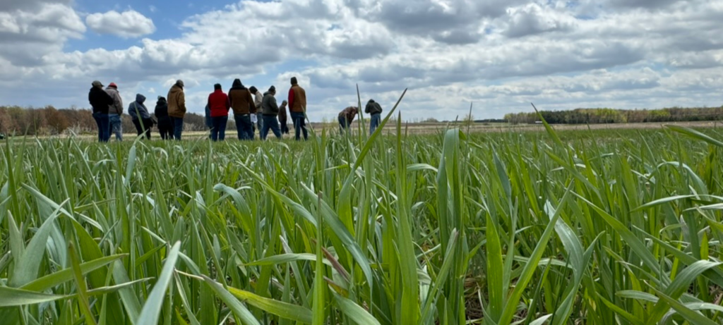 Group of people stand together in the middle of a corn field talking and bending down to look at the corn.
