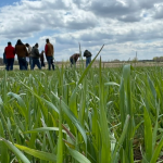 Group of people stand together in the middle of a corn field talking.