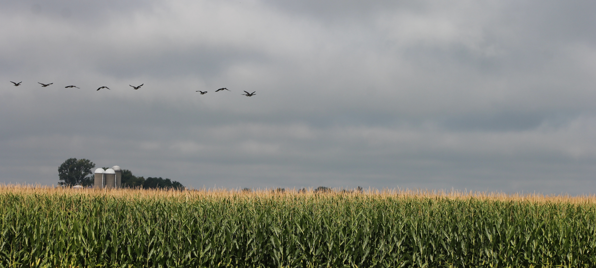 Birds flying through an overcast sky over a corn field with a farm on the horizon