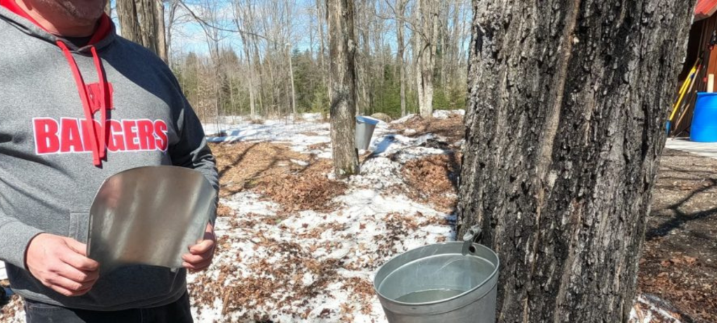 Maple tree tapped with a bucket collecting liquid
