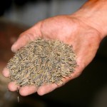 handful_of_wild_rice