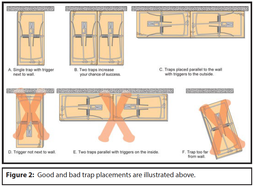 Rats and Mice: How to Manage Using Snap Traps - Pests in the Urban  Landscape - ANR Blogs