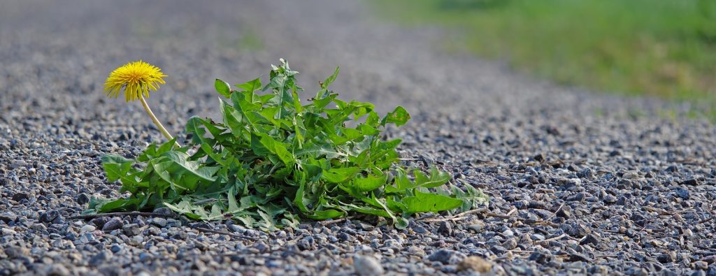 Dandelion plant growing in a gravel strip.