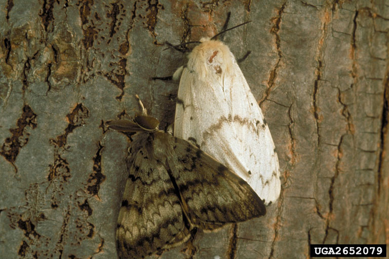 Treatment for spongy moth infestations over multiple Outer Banks