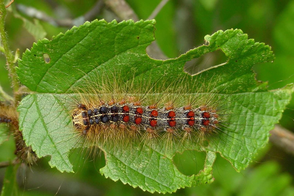 Spongy Moth Traps Have Been Deployed