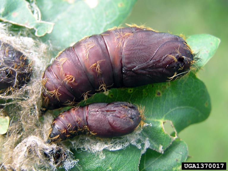 Life Cycle Spongy Moth in Wisconsin