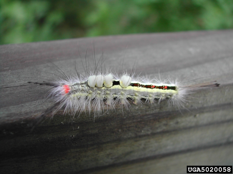 White Cedar Moth - Animal Poisons Helpline