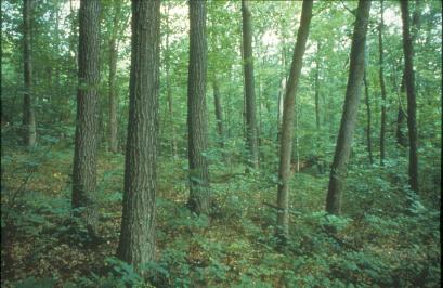 White cedar moth  Agriculture and Food