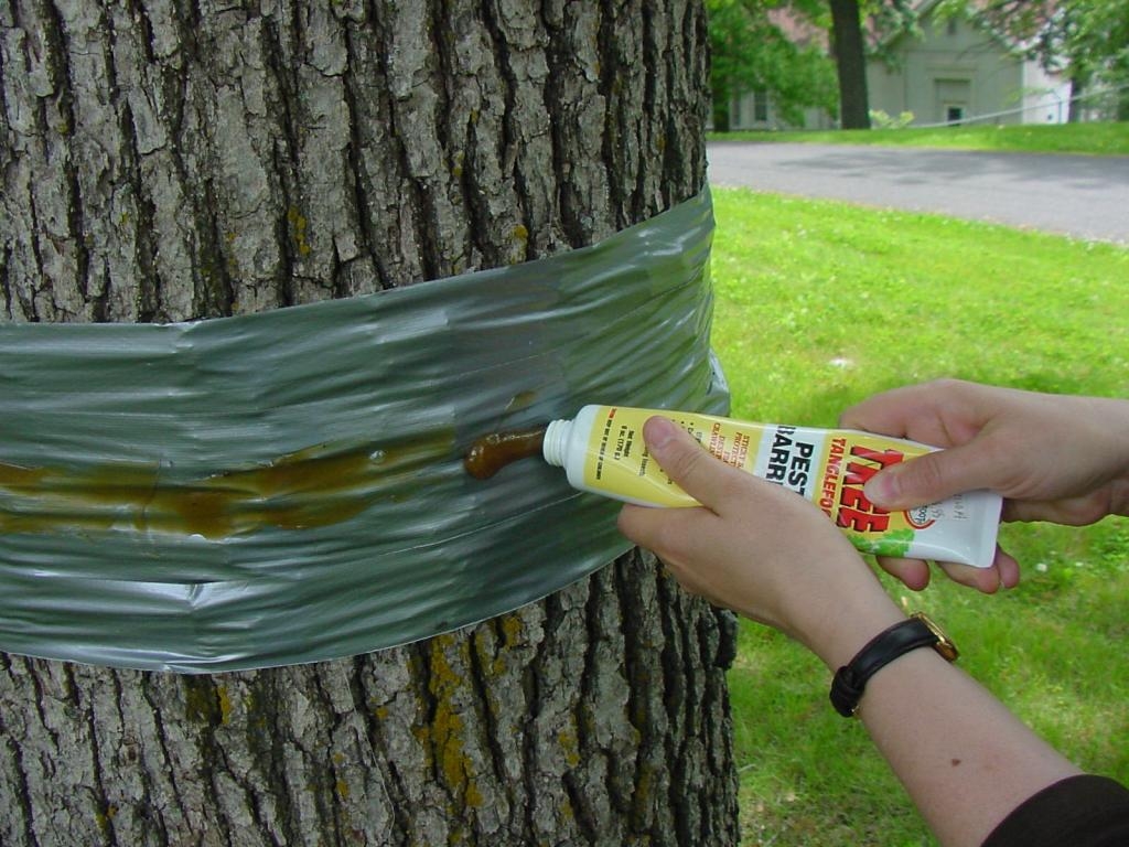 Tree Shield Insect Adhesive Barrier – Catchmaster
