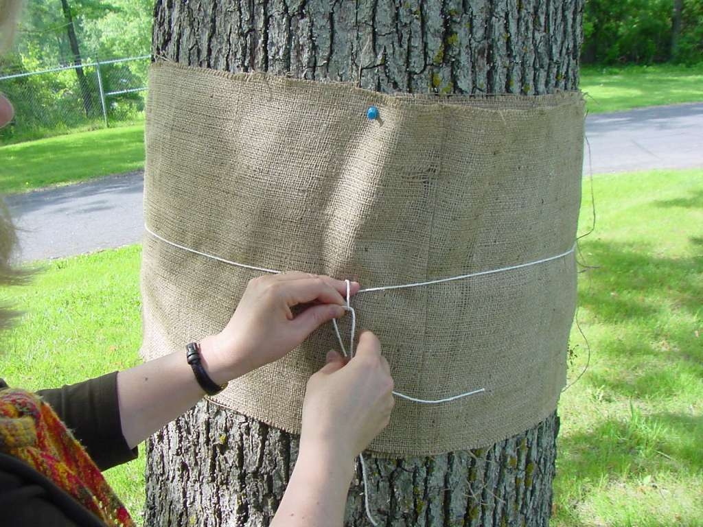 https://fyi.extension.wisc.edu/spongymothinwisconsin/files/2023/05/Tying-burlap.jpg