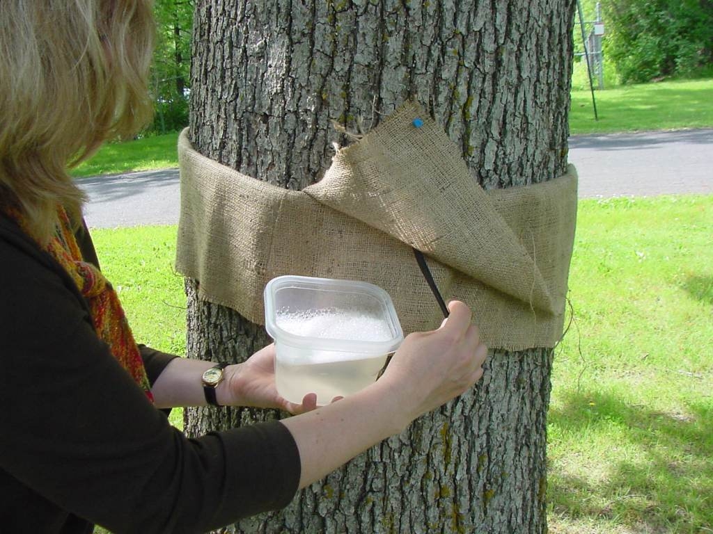 Making Homemade Gypsy Moth Traps