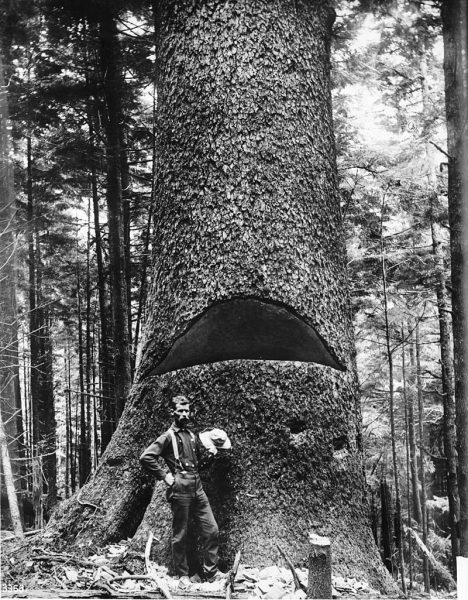 This black and white image shows a man standing in front of a large tree that has been hit with an ax.