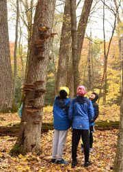 This image shows three youth standing in a circle looking up while surrounded by trees.