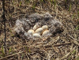 This image shows a ground nest filled with egss.