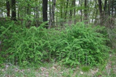 This image shows invasive Japanese Barberry.