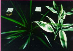 c18