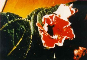 c23a