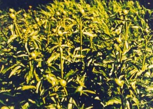 c33