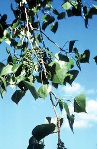 cottonwood