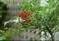 nandina