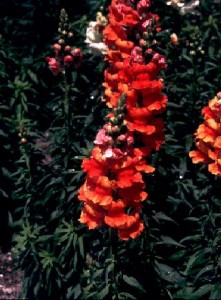 snapdragonbig