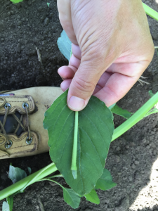 Pigweed leaf