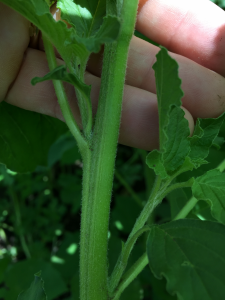 Pigweed stem