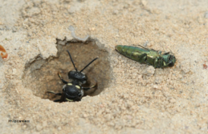 wasp with beetle