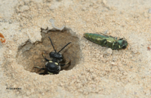 Wasp Watchers Wisconsin First Detector Network