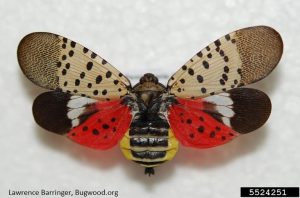 spotted lanternfly