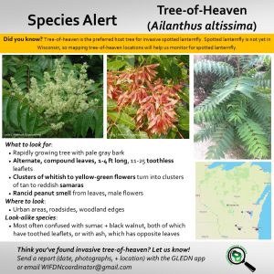 tree of heaven identification graphic